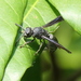 Allorhynchium chinense - Photo (c) blackdogto,  זכויות יוצרים חלקיות (CC BY-NC), הועלה על ידי blackdogto