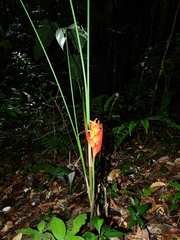Heliconia densiflora