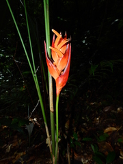 Heliconia densiflora