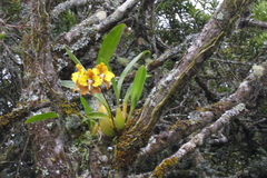 Cyrtochilum macranthum