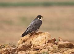 Falco peregrinus