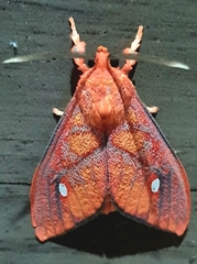 Ernassa sanguinolenta