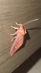 Ernassa sanguinolenta