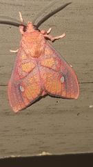 Ernassa sanguinolenta