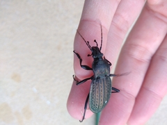 Carabus rugosus celtibericus
