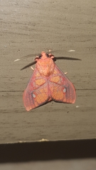 Ernassa sanguinolenta