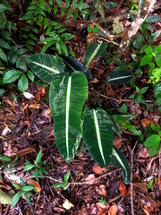 Heliconia densiflora