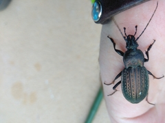 Carabus rugosus celtibericus