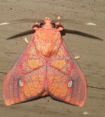 Ernassa sanguinolenta