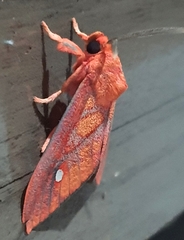 Ernassa sanguinolenta