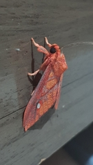 Ernassa sanguinolenta