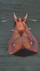 Ernassa sanguinolenta