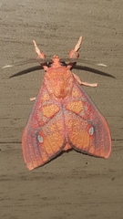 Ernassa sanguinolenta