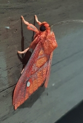 Ernassa sanguinolenta