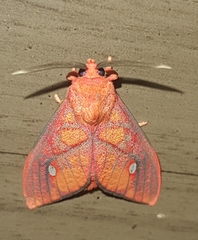 Ernassa sanguinolenta