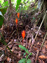 Heliconia densiflora