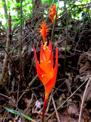 Heliconia densiflora