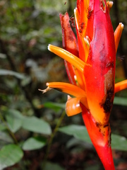 Heliconia densiflora