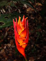 Heliconia densiflora