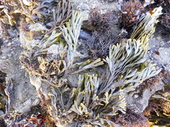 Pelvetiopsis limitata