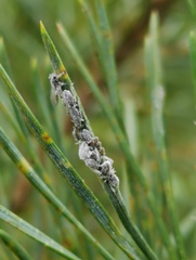 Schizolachnus pineti