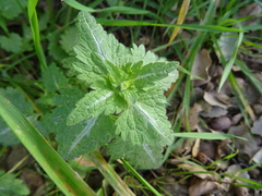 Lamium bifidum