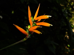 Heliconia hirsuta