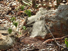 Leiocephalus barahonensis