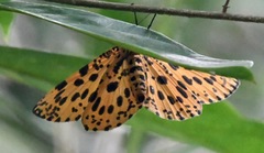 Epobeidia tigrata tigrata