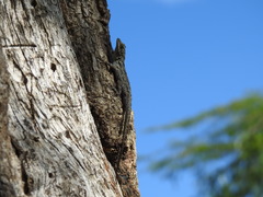 Anolis distichus