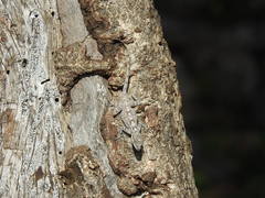 Anolis distichus