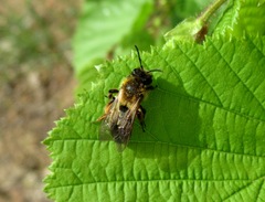 Andrena tibialis