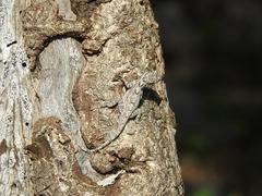 Anolis distichus
