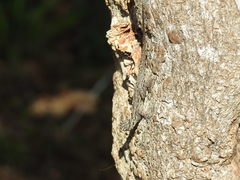 Anolis distichus