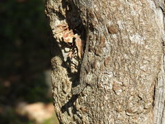 Anolis distichus