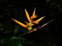 Heliconia hirsuta