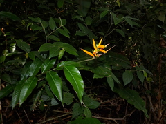 Heliconia hirsuta