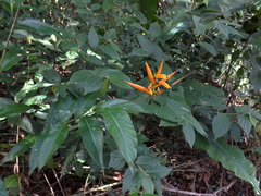Heliconia hirsuta