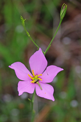 Sabatia grandiflora