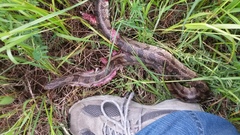 Lampropeltis calligaster