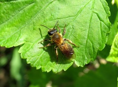 Andrena tibialis