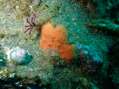 Dragmacidon mexicanum