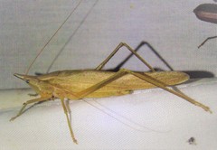 Neoconocephalus exiliscanorus