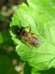 Andrena tibialis