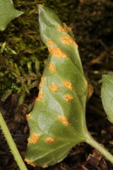 Puccinia orbicula
