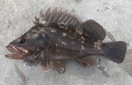 Brown Rockfish