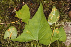 Puccinia orbicula