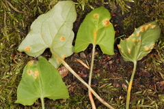 Puccinia orbicula