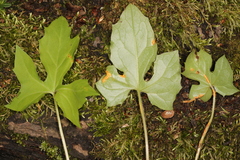 Puccinia orbicula