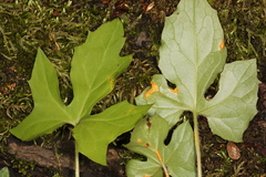 Puccinia orbicula